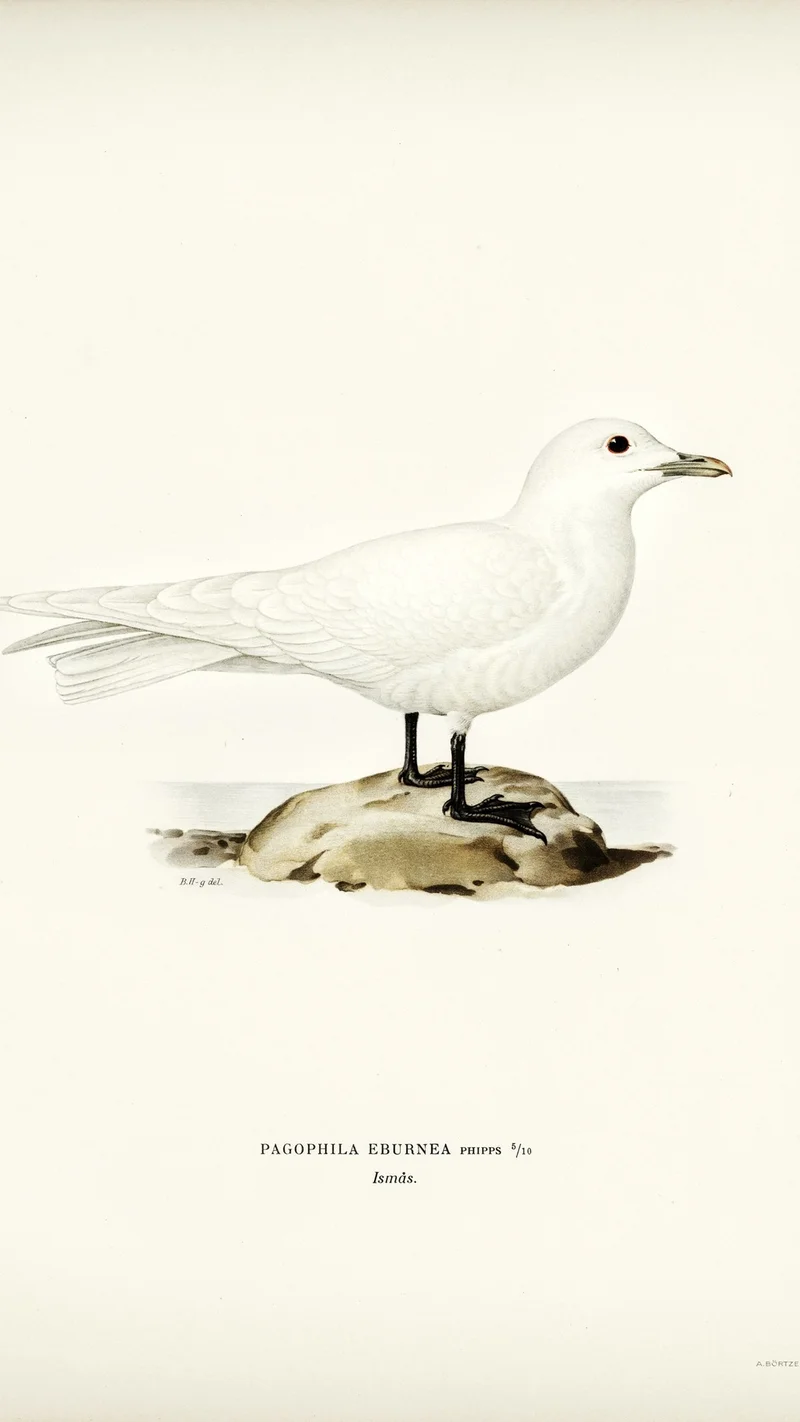 Wihelm Wright — Ivory Gull (Pagophila Eburnea)