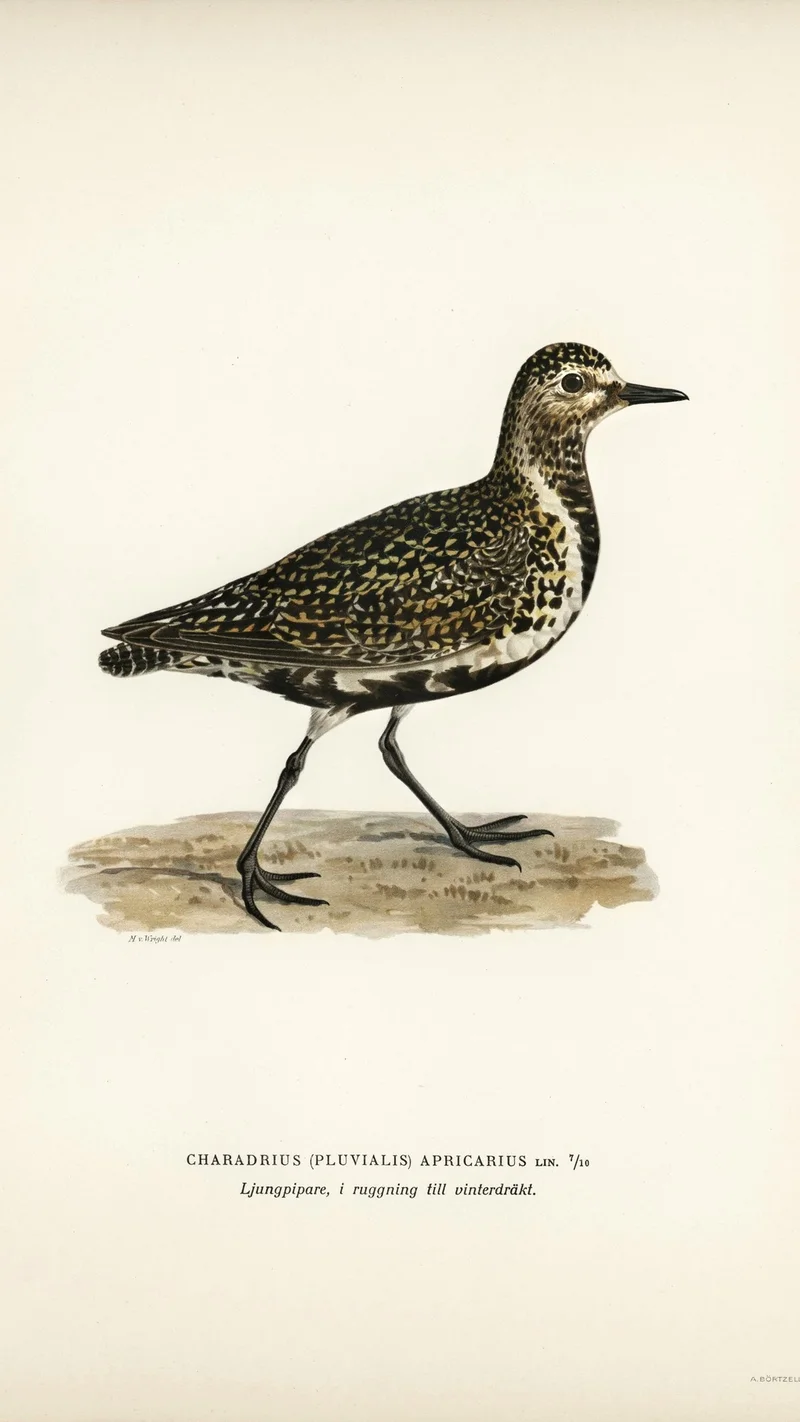 Wihelm Wright — European Golden Plover (Pluvialis apricaria), moulting into winter plumage