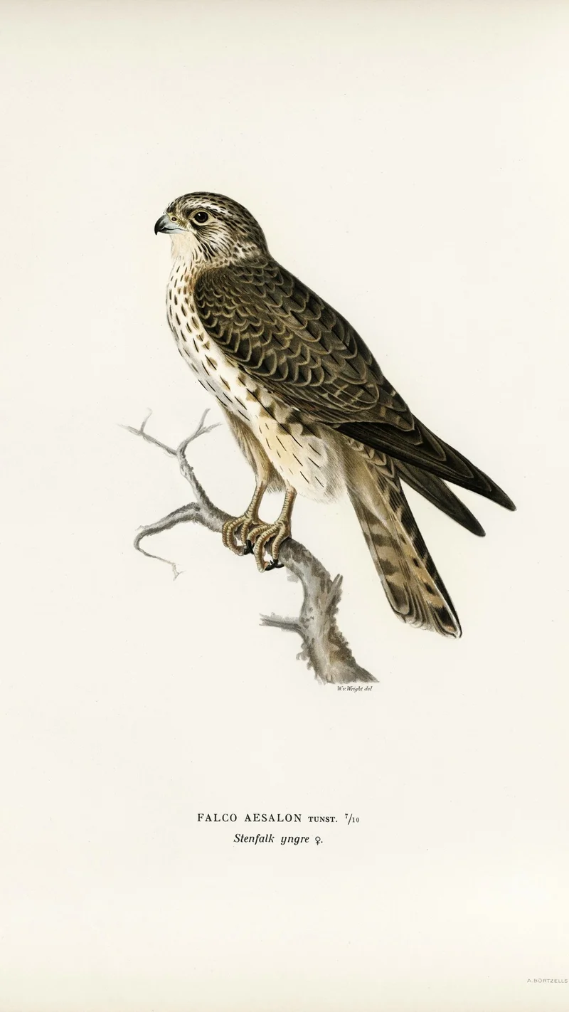 Wihelm Wright — Merlin Falcon (Falco aesalon) juvenile female