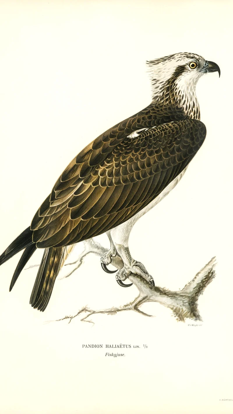 Wihelm Wright — Osprey (Pandion haliaetus)