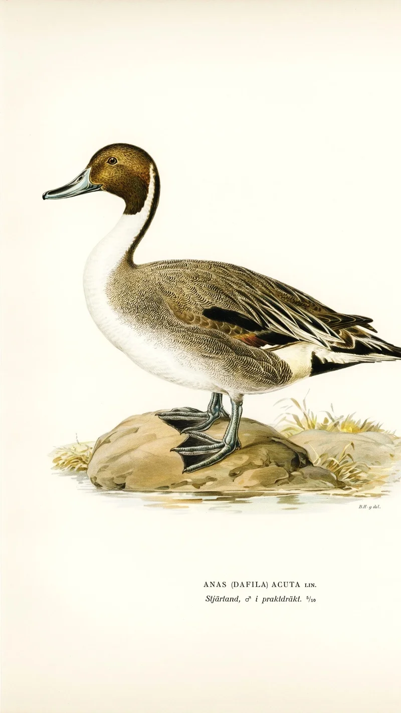 Wihelm Wright — Northern Pintail Duck