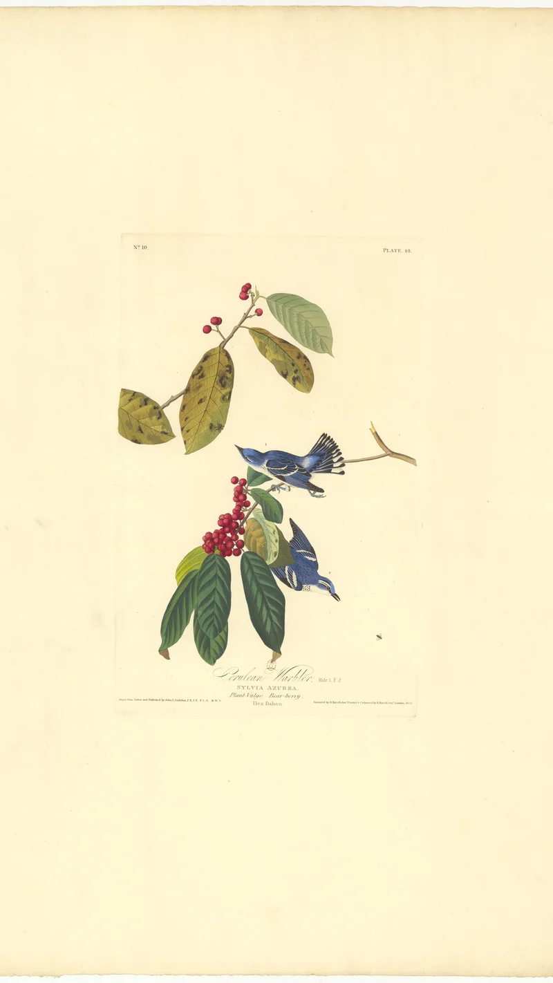 John James Audubon — Prothonotary Warbler (Sylvia Azurea), Plate 48