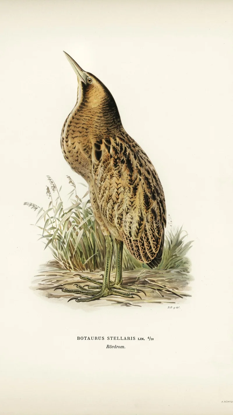 Wihelm Wright — Botaurus Stellaris (Eurasian Bittern)