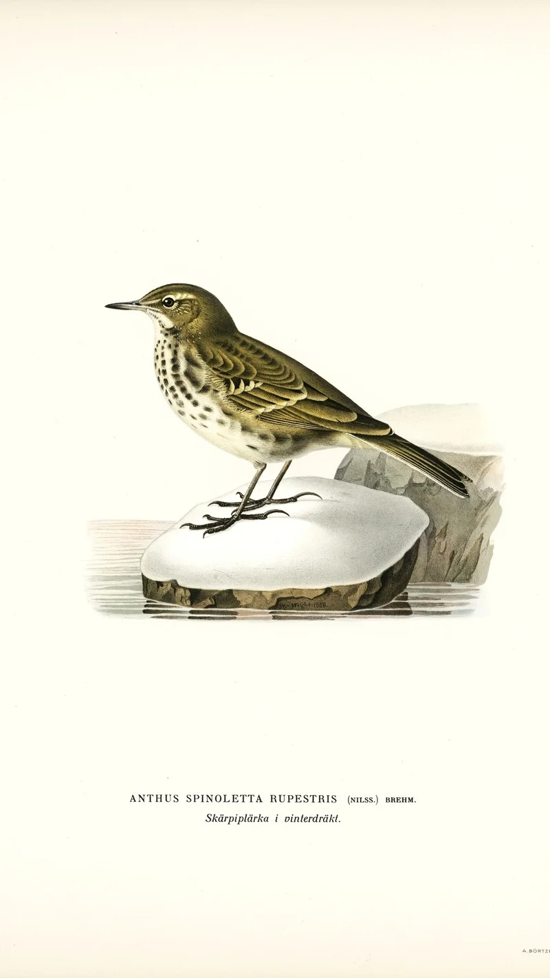 Wihelm Wright — Rock Pipit (Anthus Spinoletta Rupestris) in Winter Plumage