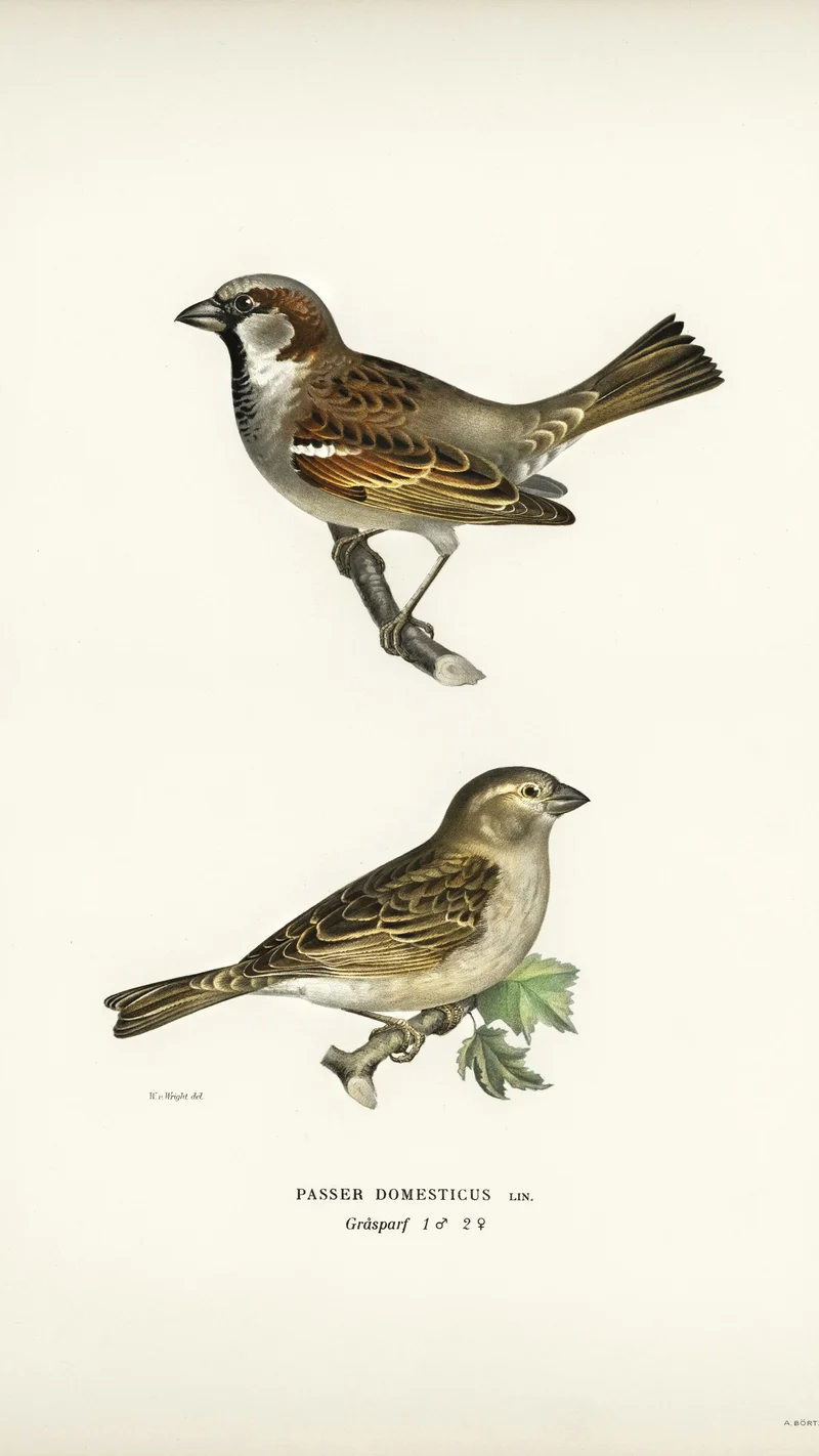 Wihelm Wright — House Sparrows (Passer domesticus), Male and Female