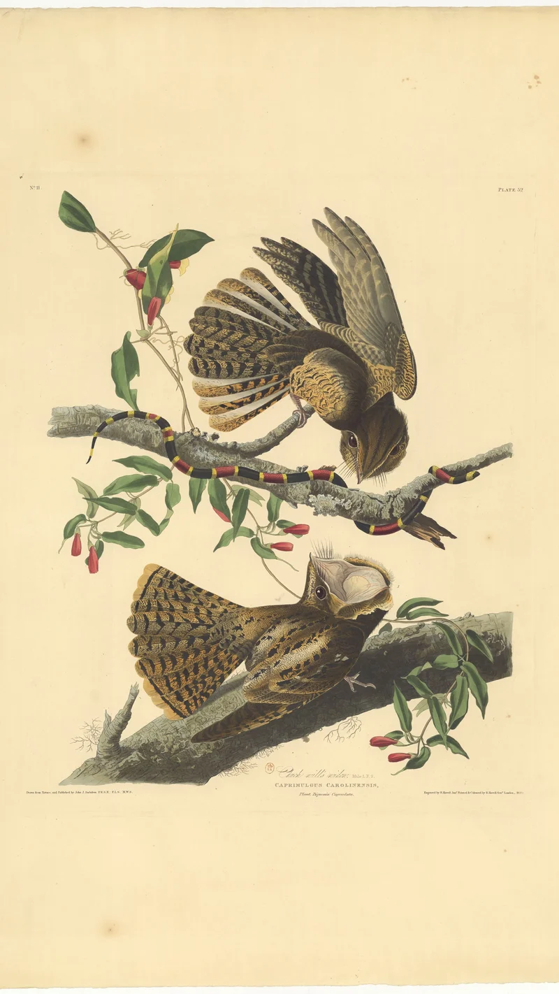 John James Audubon — Chuck-will's-widow. Male 1. F. 2.