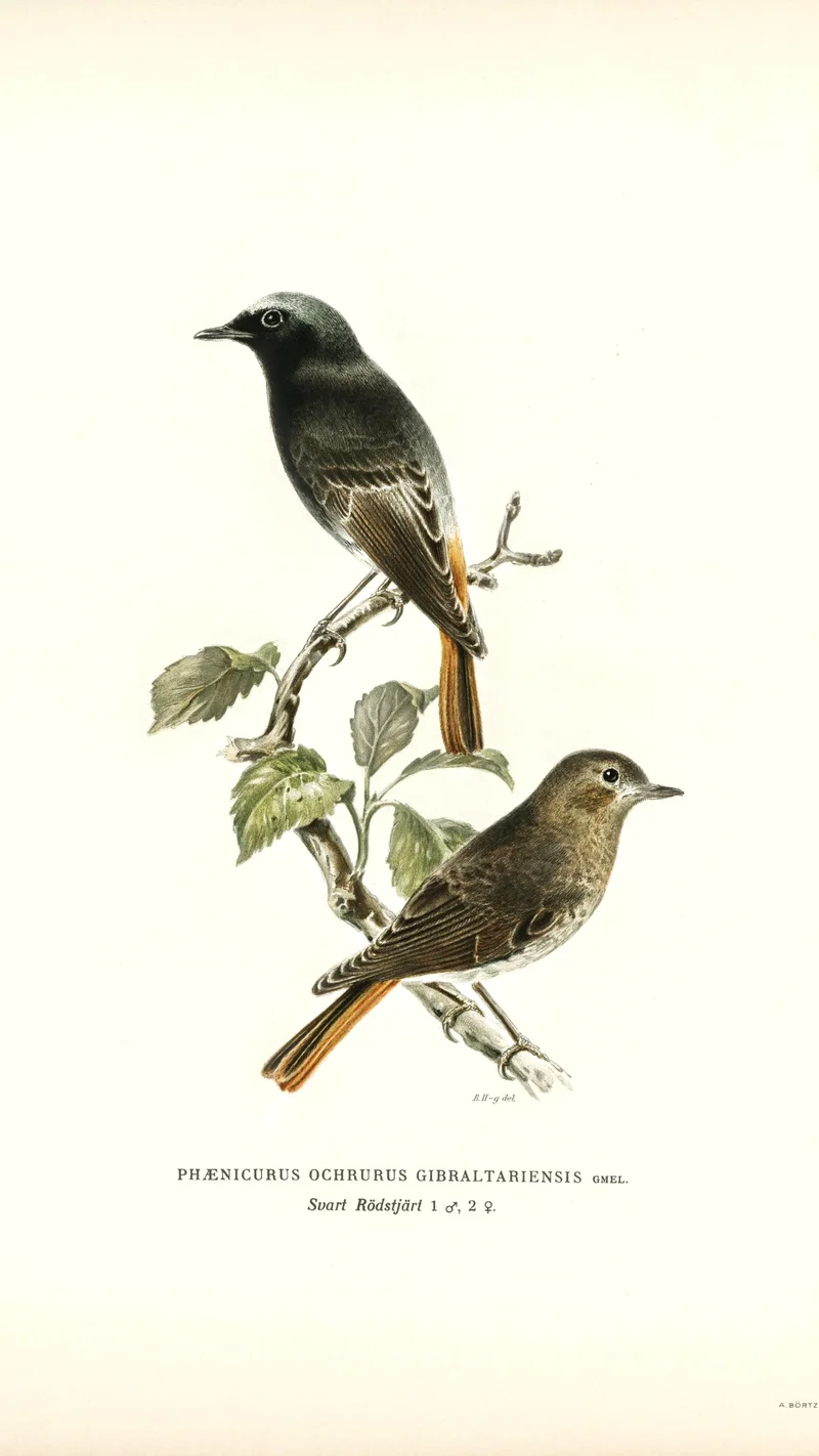 Wihelm Wright — Two Black Redstarts (Phaenicurus Ochruros Gibraltaraiensis)