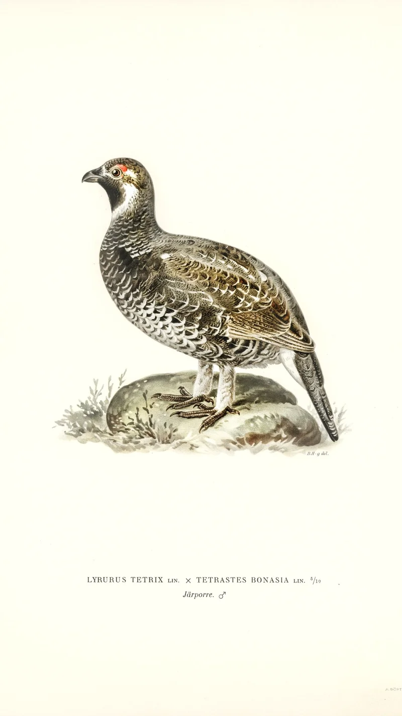 Wihelm Wright — Hazel Grouse (Tetrastes bonasia)