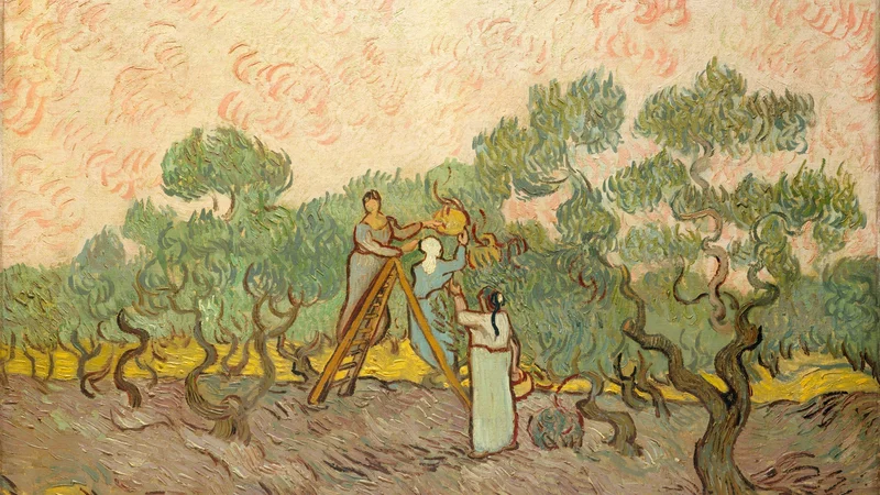 Women Picking Olives