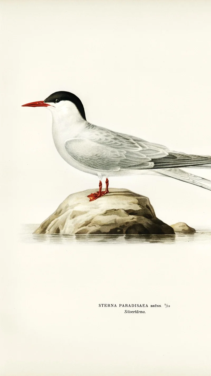 Wihelm Wright — Arctic Tern (Sterna paradisaea)