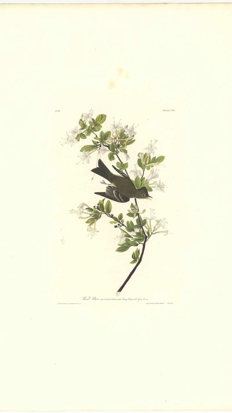 John James Audubon — Wood Pewee (Muscicapa Virens)