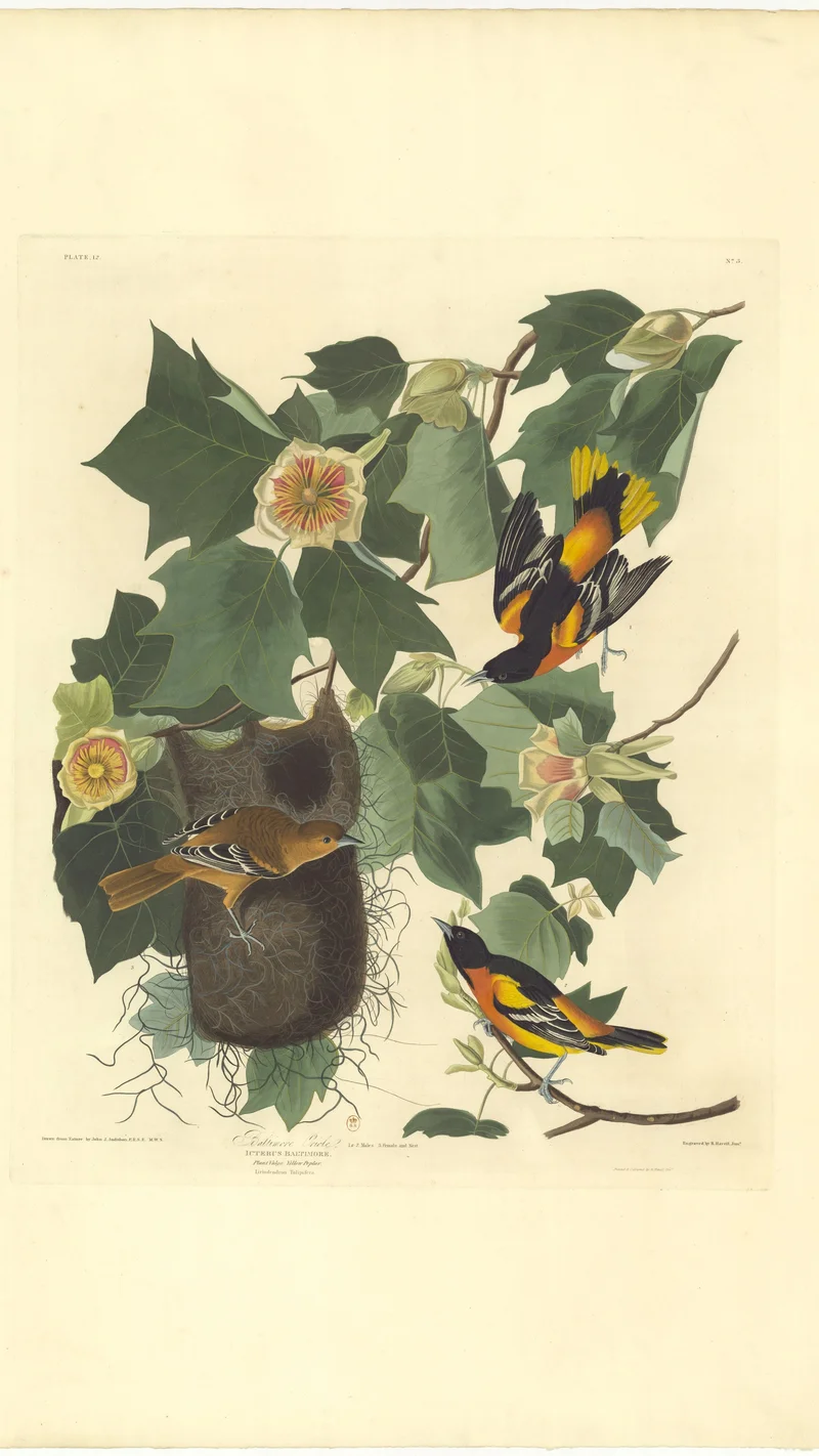 John James Audubon — Baltimore Oriole