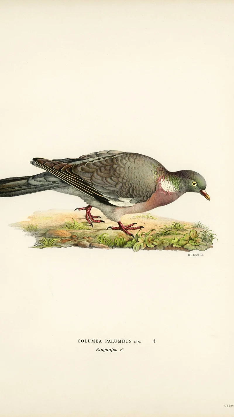 Wihelm Wright — Wood Pigeon (Columba palumbus)