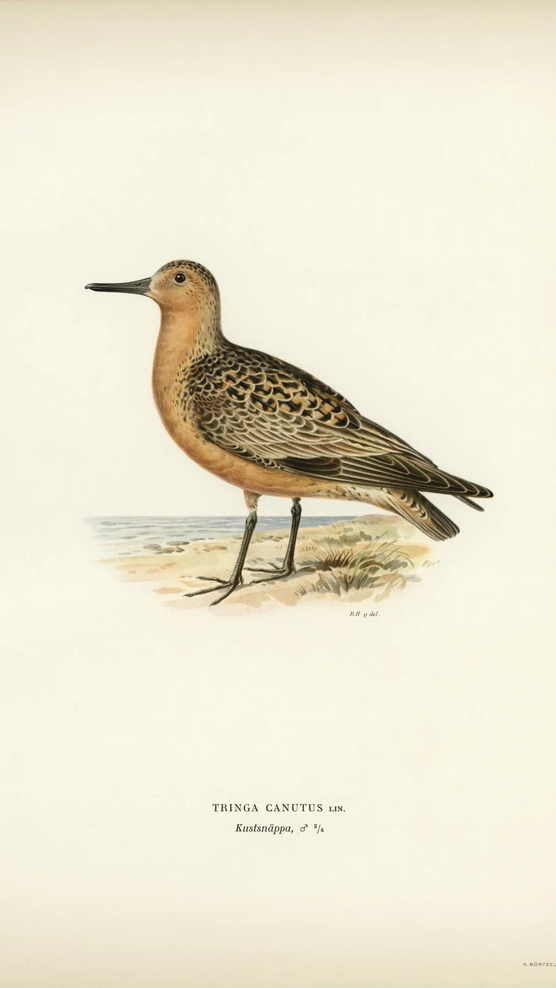 Wihelm Wright — Red Knot (Tringa canutus)