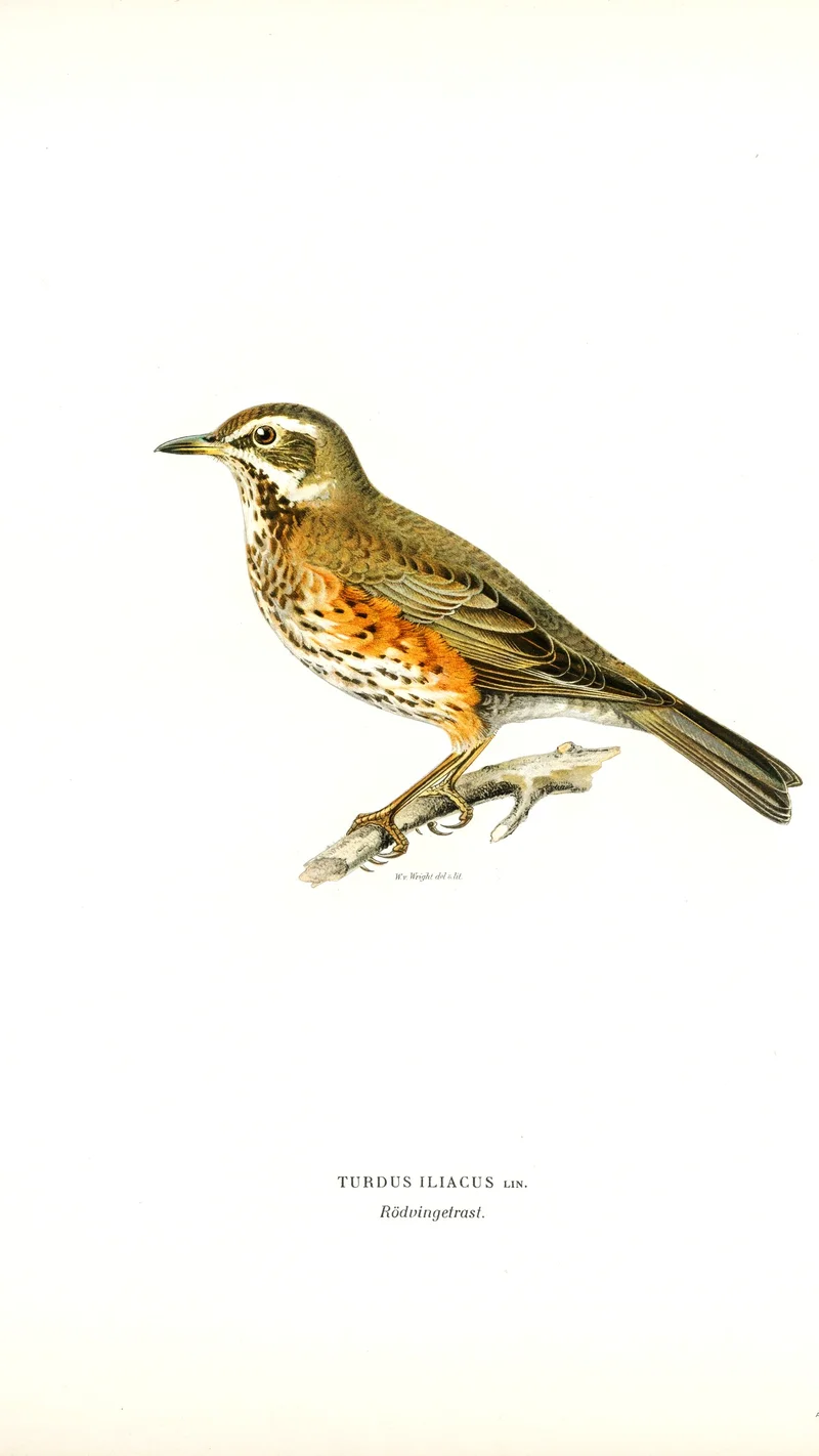Wihelm Wright — Redwing (Turdus iliacus)