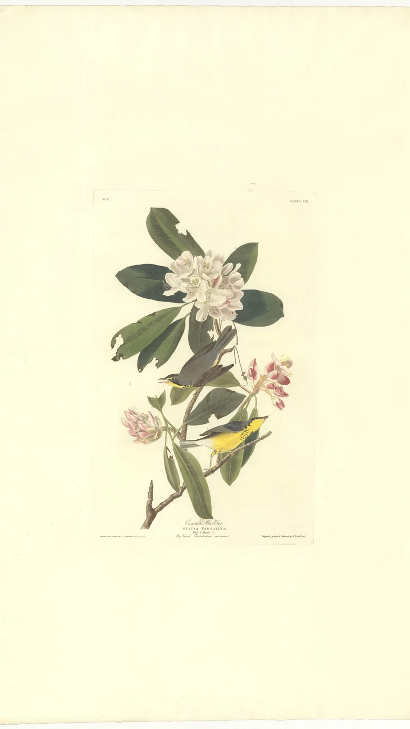 John James Audubon — Canada Warbler (Sylvia pardalina), Plate CDLIII