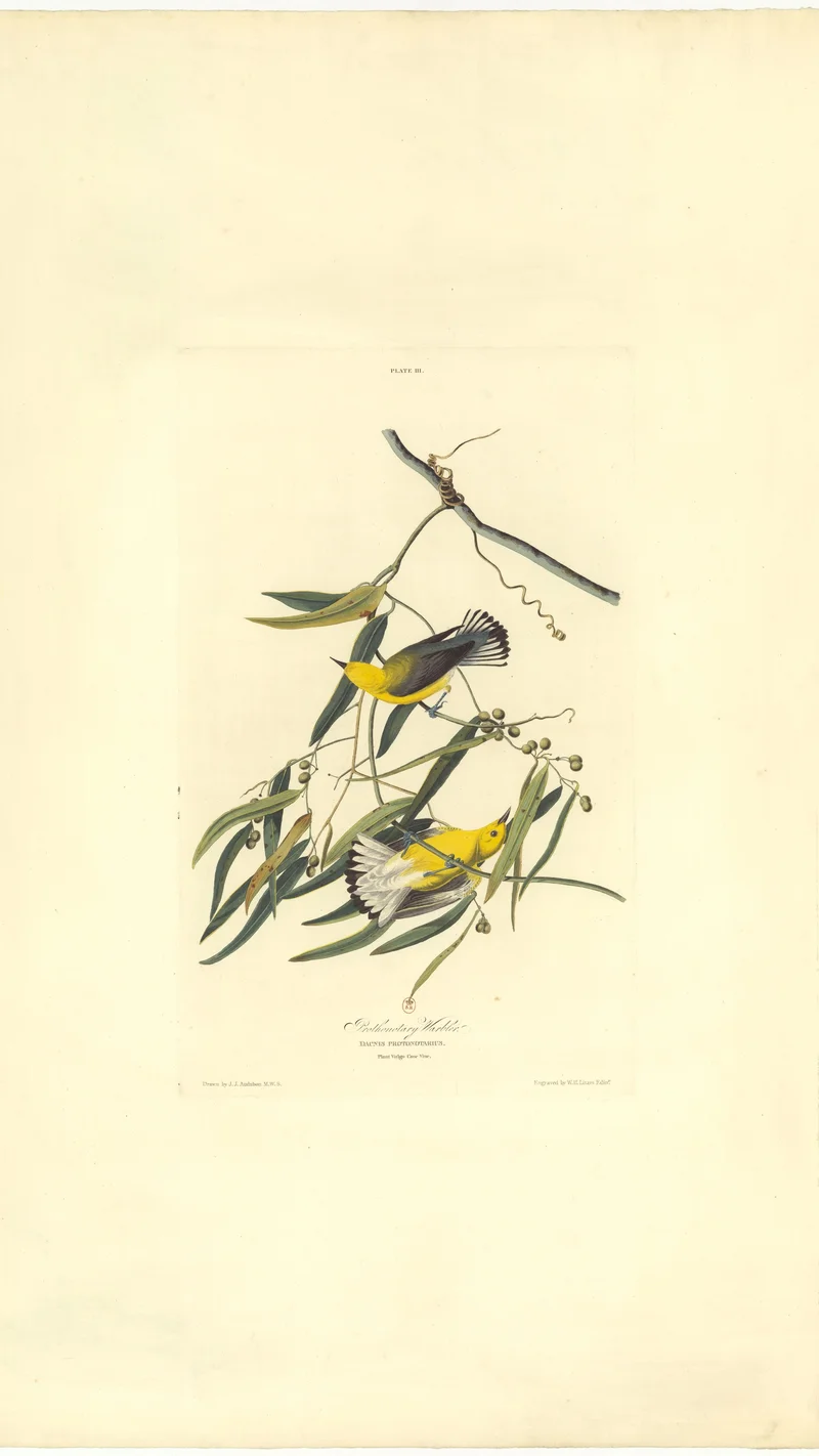 John James Audubon — Prothonotary Warbler