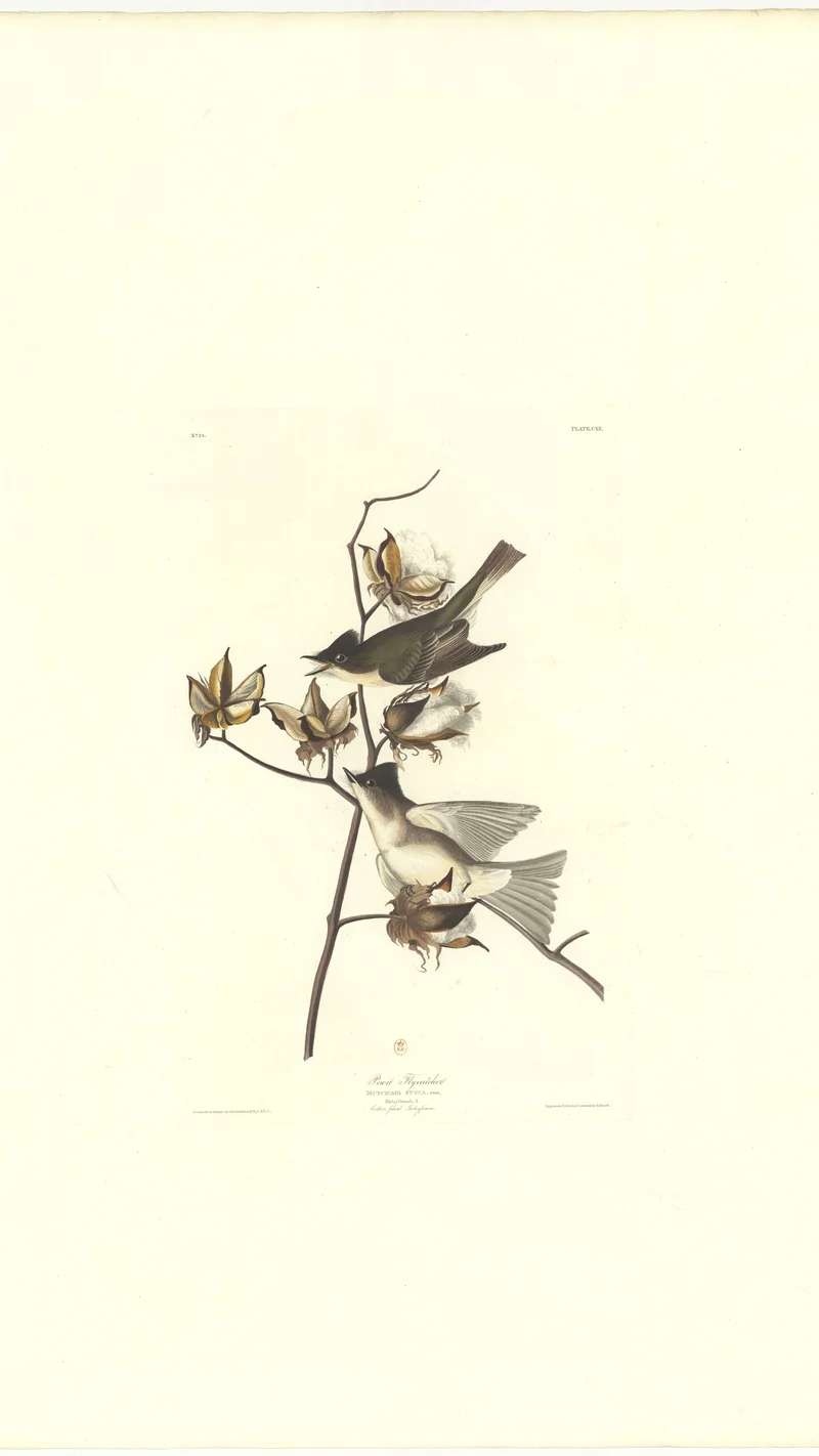 John James Audubon — Bach's Flycatcher