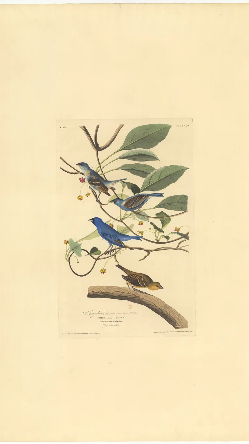 John James Audubon — Indigo Bird