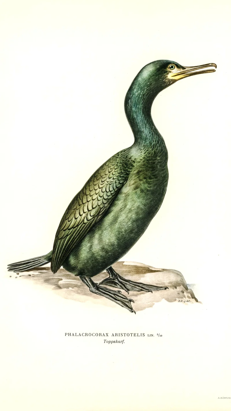 Wihelm Wright — Phalacrocorax Aristotelis (European Shag)