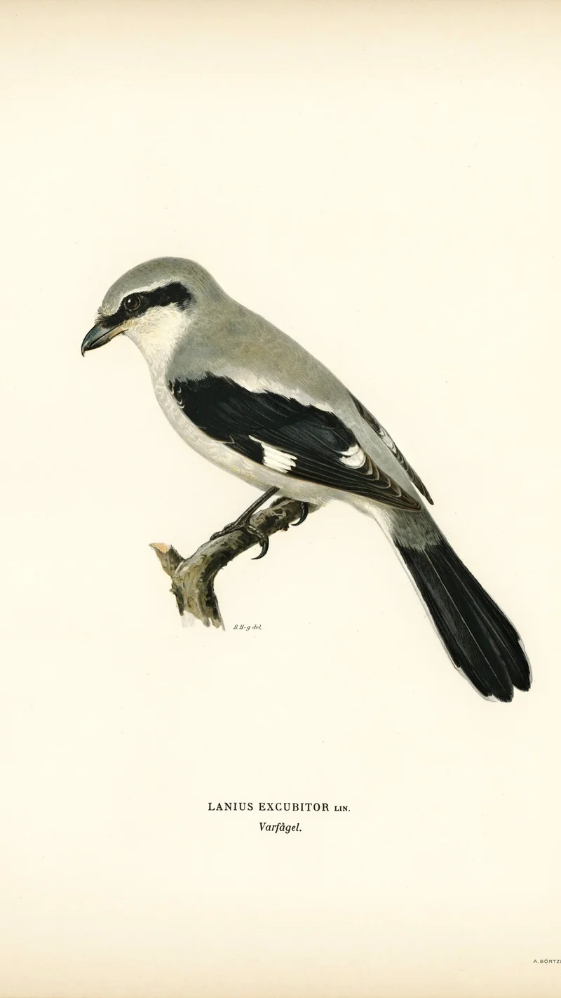 Wihelm Wright — Great Grey Shrike (Lanius Excubitor)