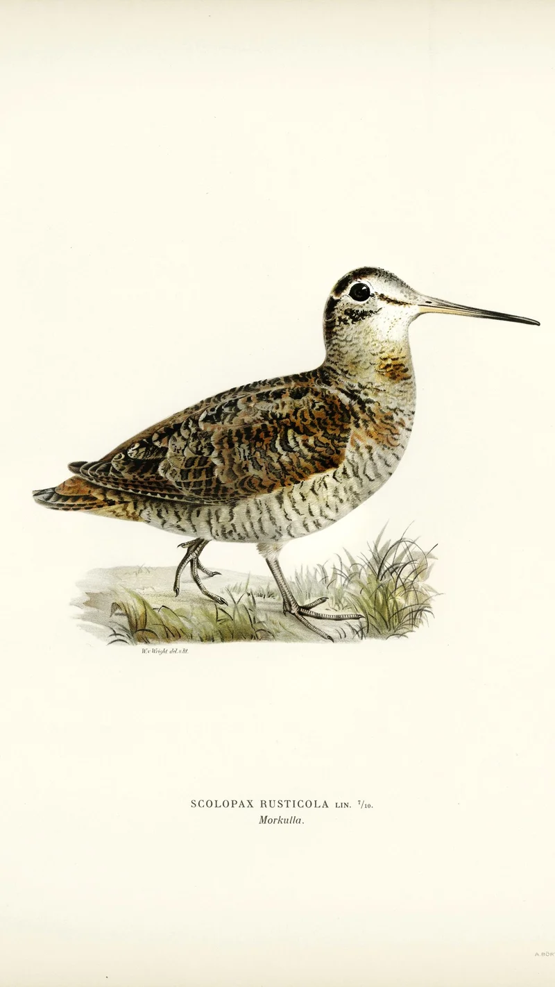 Wihelm Wright — Eurasian Woodcock (Scolopax Rusticola)