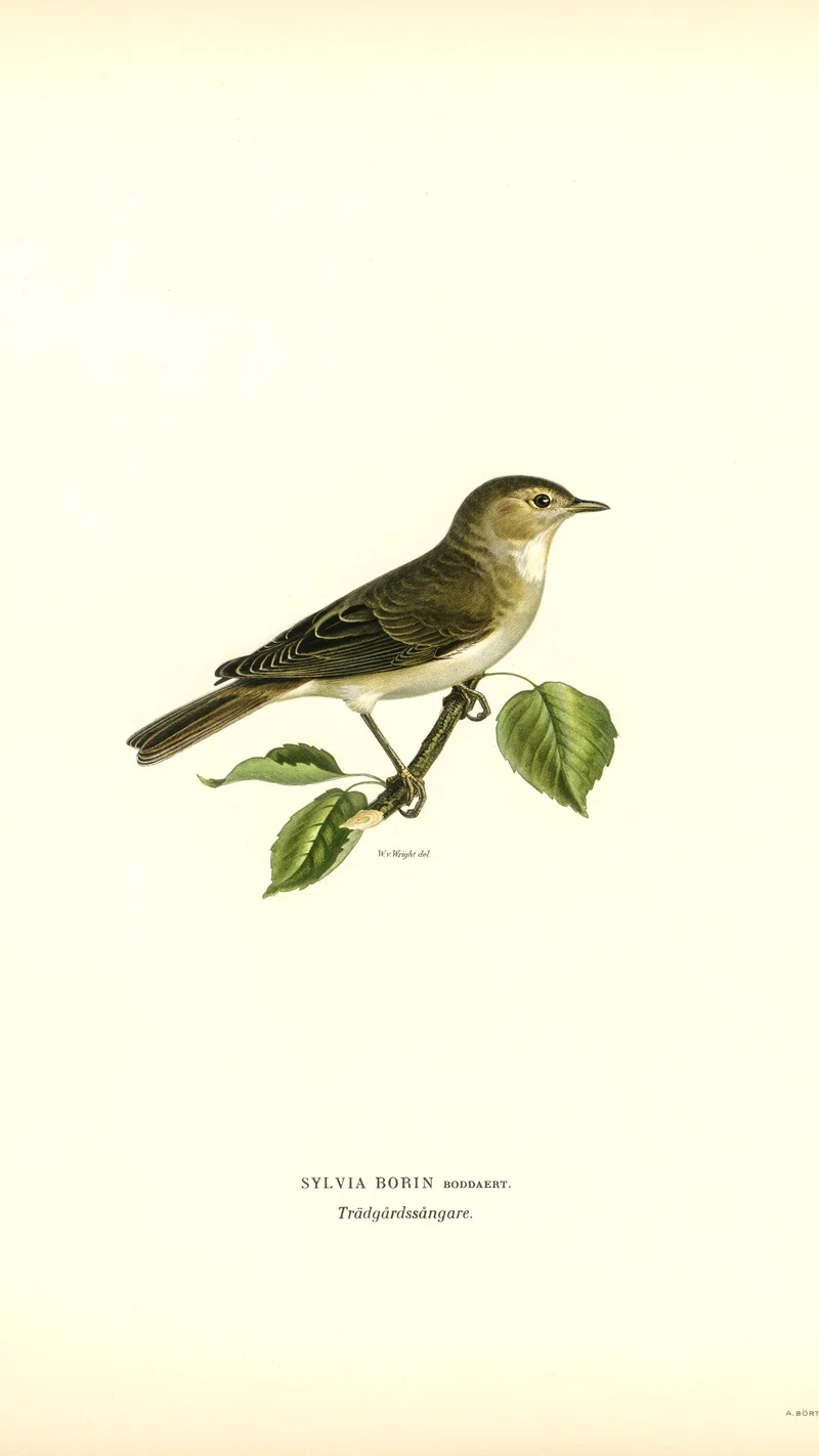 Wihelm Wright — Garden Warbler (Sylvia borin)