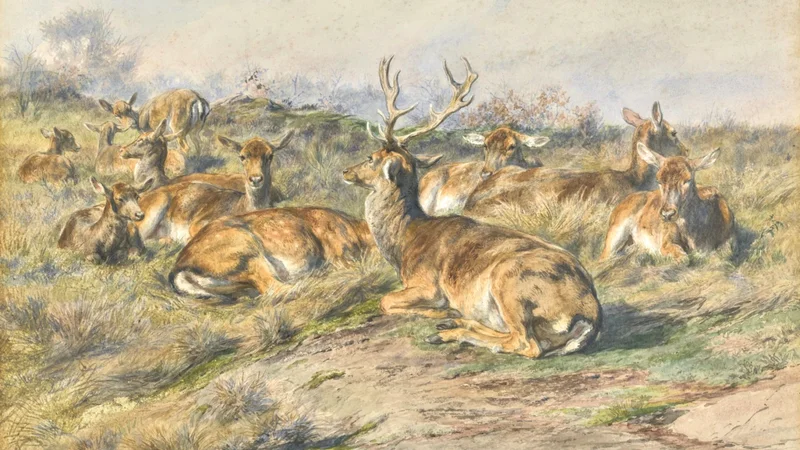 Étude de cerf