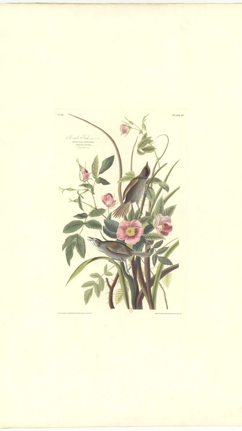 John James Audubon — Sea-side Finch