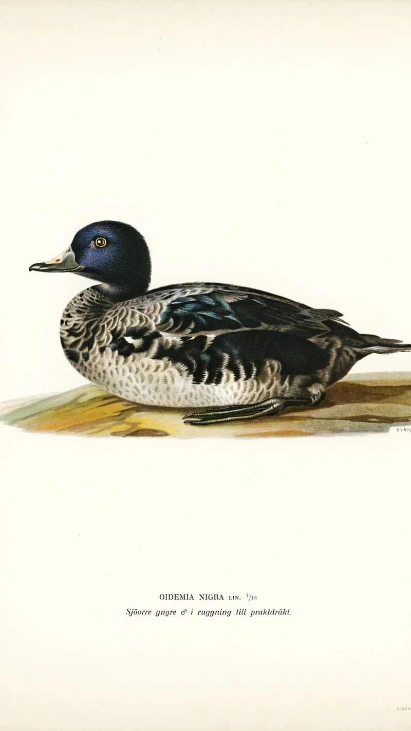 Wihelm Wright — Common Scoter (Oidemia nigra)