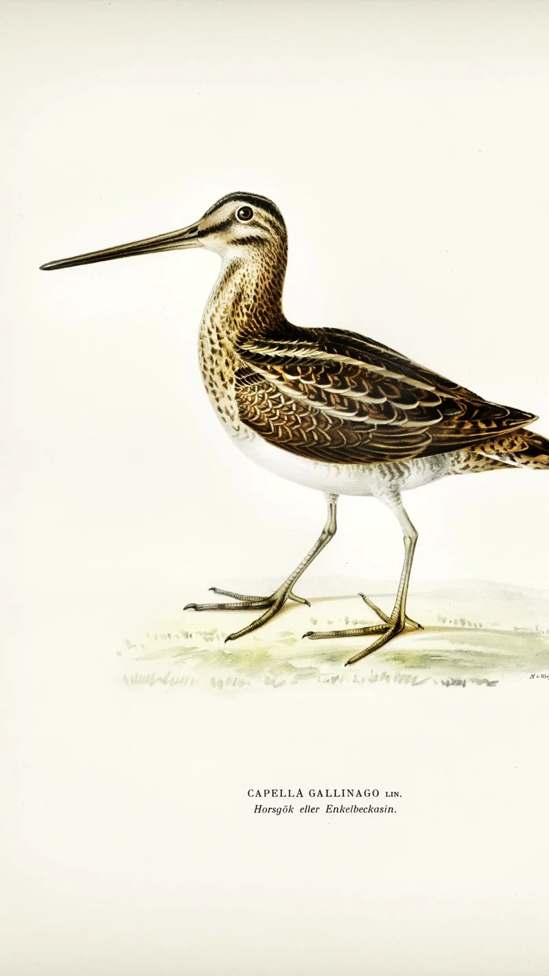 Wihelm Wright — Common Snipe (Capella Gallinago)