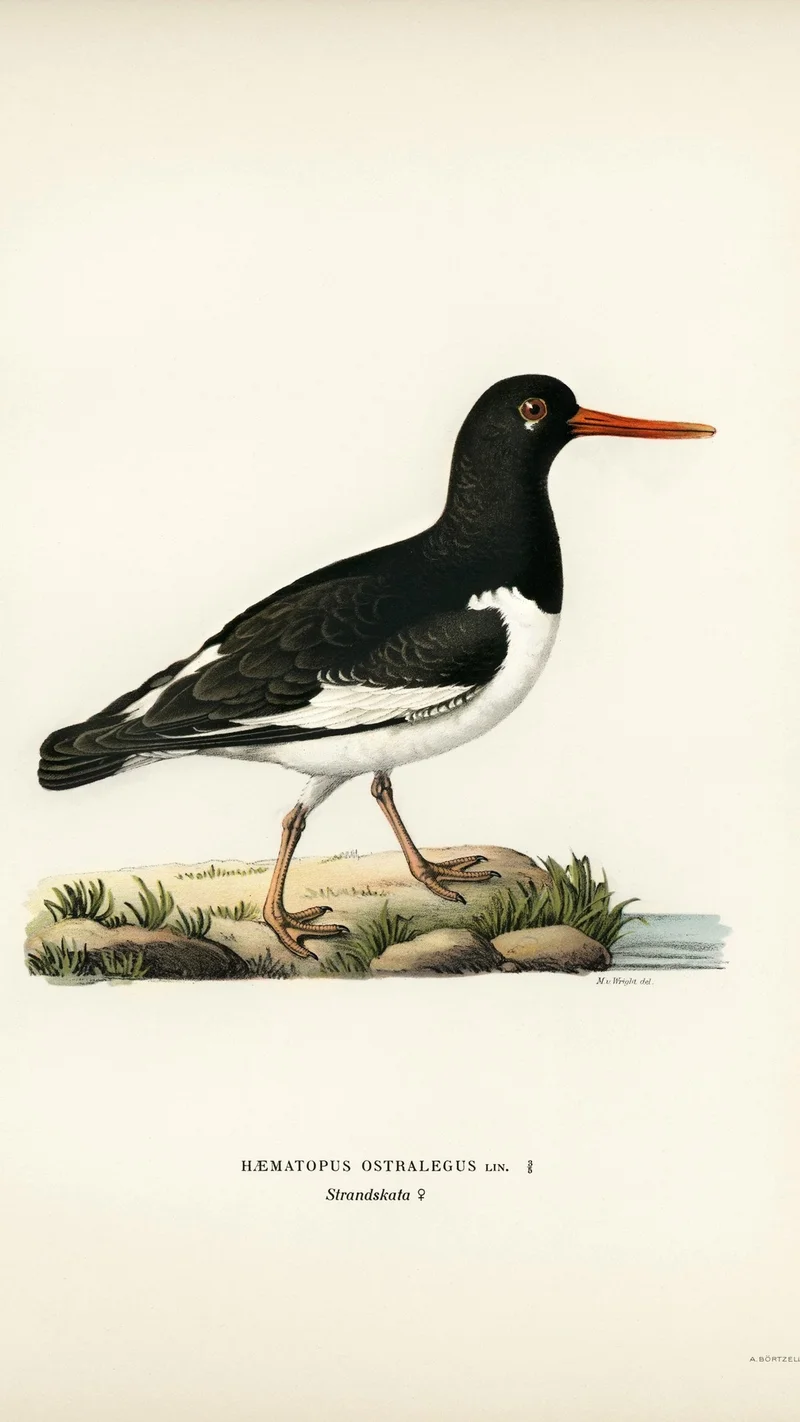 Wihelm Wright — Eurasian Oystercatcher