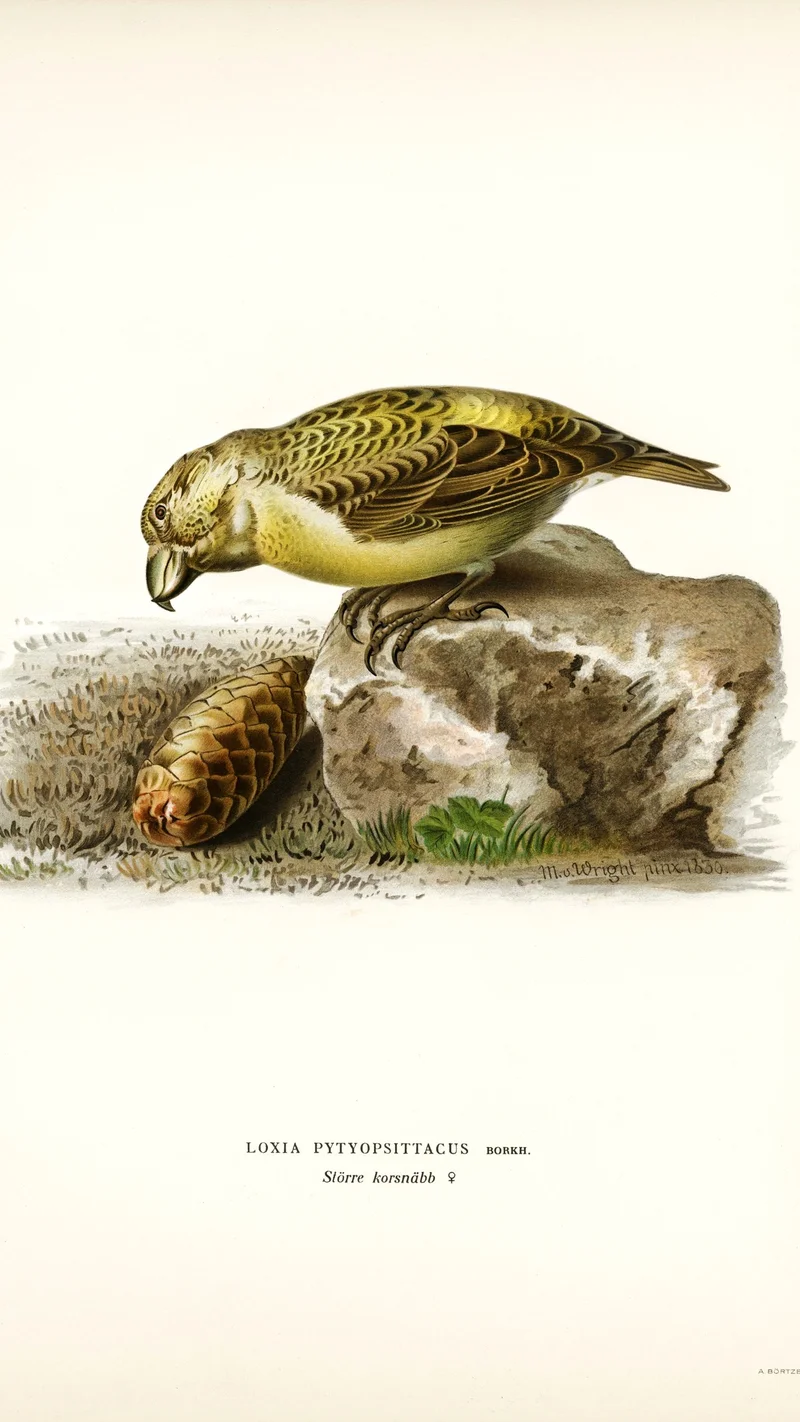 Wihelm Wright — Parrot Crossbill (Loxia pytyopsittacus)