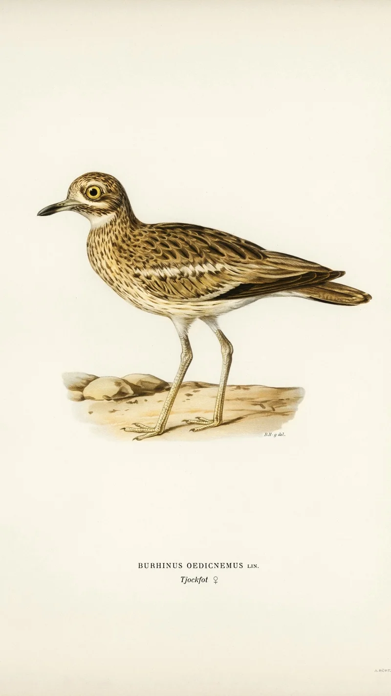 Wihelm Wright — Illustration of a Stone-curlew (Burhinus oedicnemus)