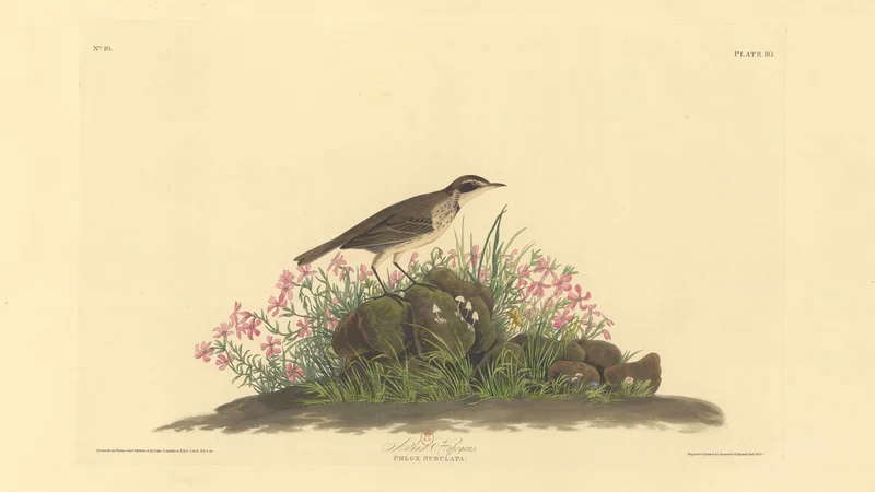 John James Audubon — American Pipit (Anthus Ludovicianus) and Phlox Subulata