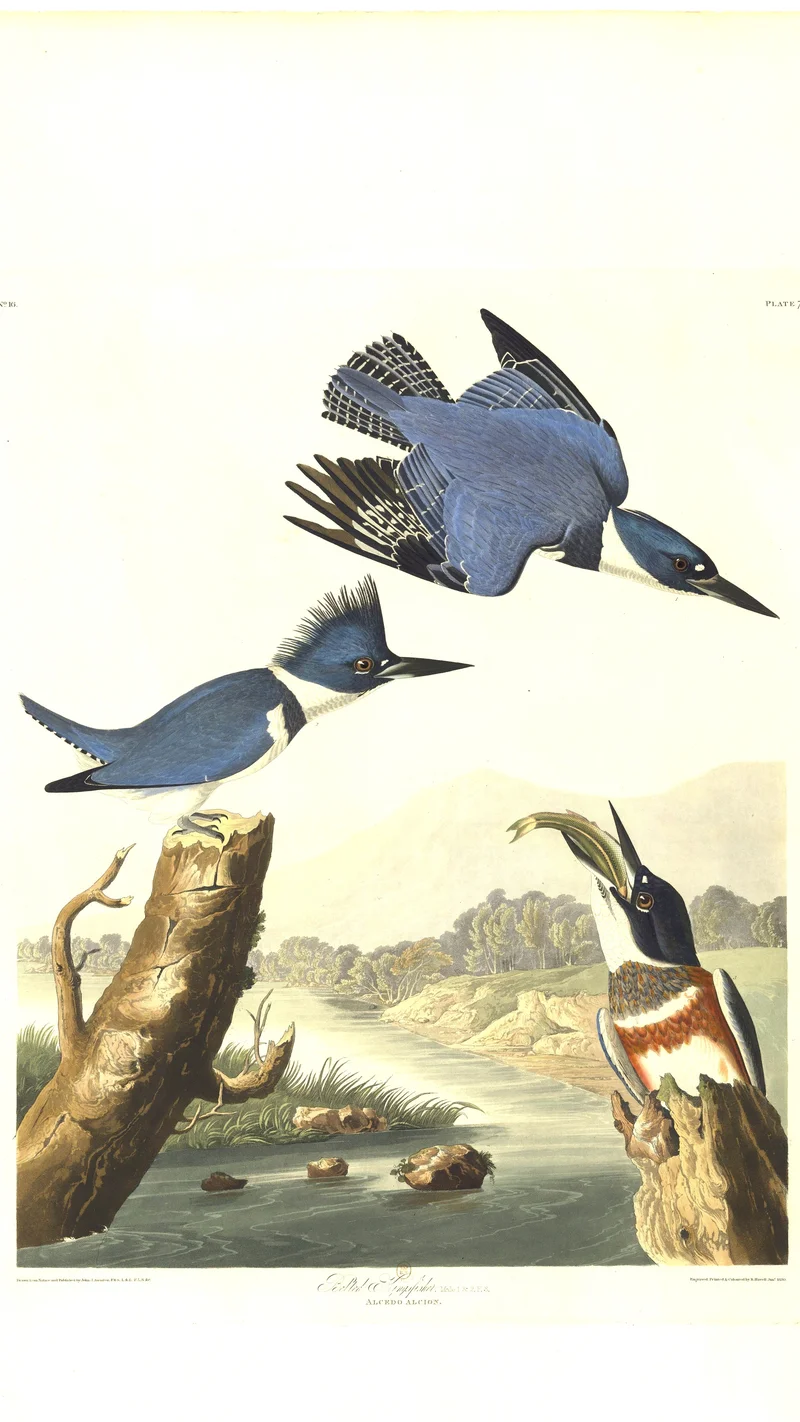 John James Audubon — Belted Kingfisher
