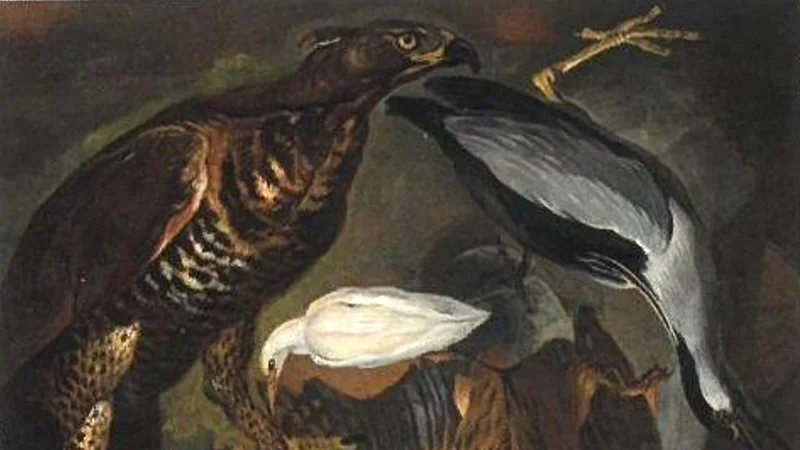 Alexandre-François Desportes — Six Birds of Various Species
