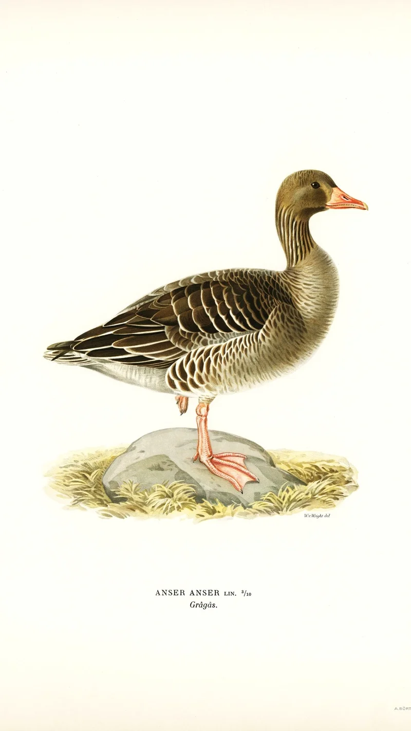 Wihelm Wright — Greylag Goose (Anser Anser)