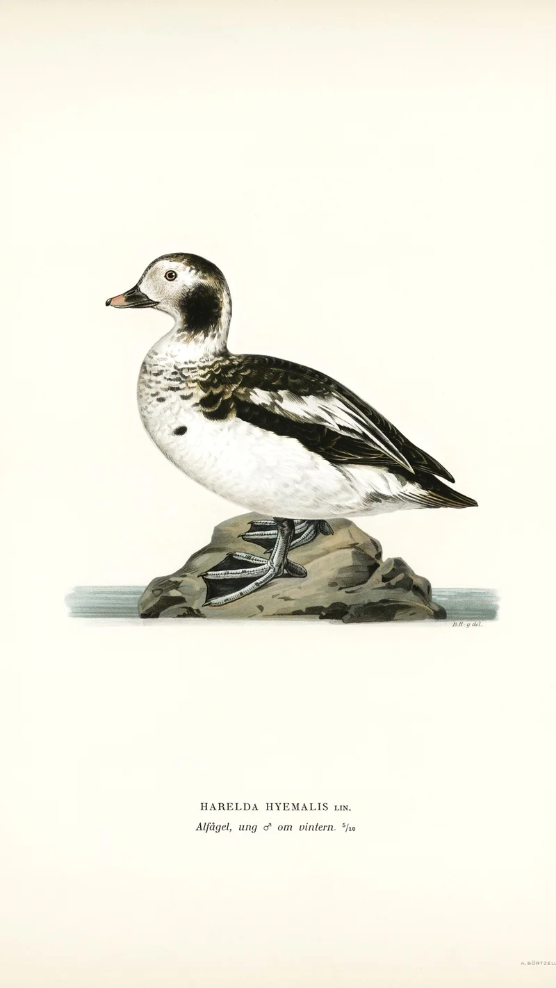 Wihelm Wright — Long-tailed Duck (Harelda Hyemalis), Young Male in Winter