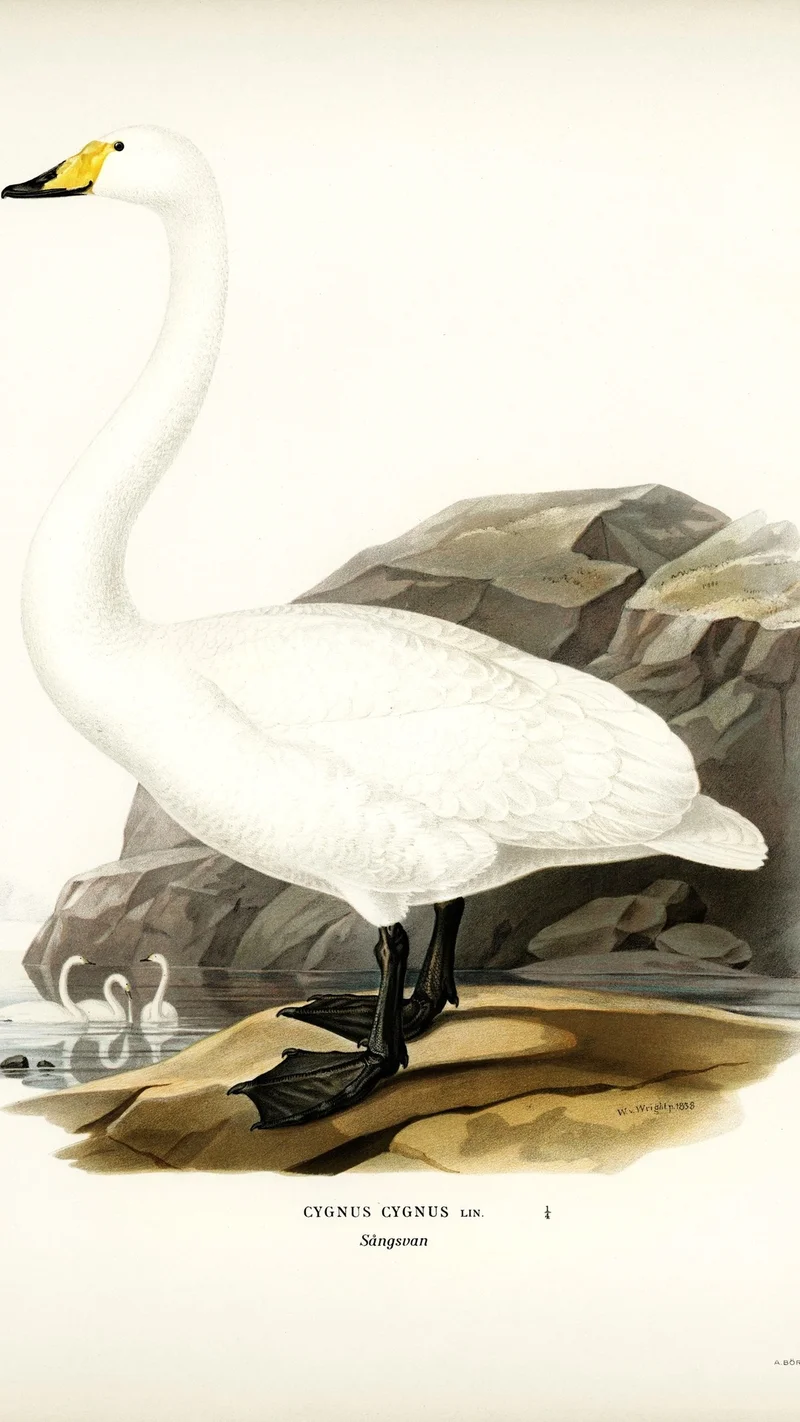 Wihelm Wright — Whooper Swan (Cygnus cygnus)