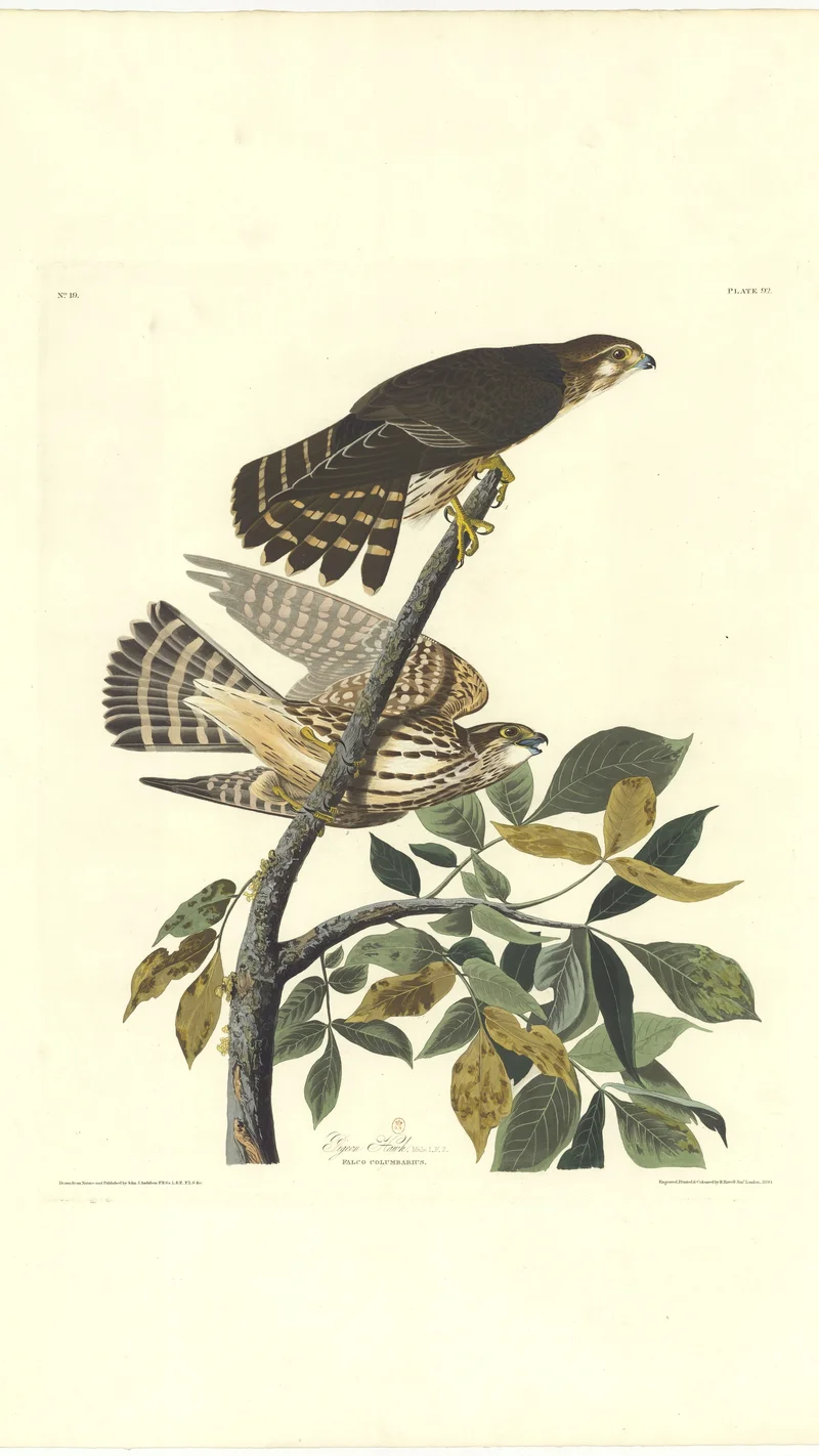 John James Audubon — Esquimaux Hawk