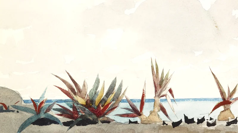 Nassau Beach with Century Plants