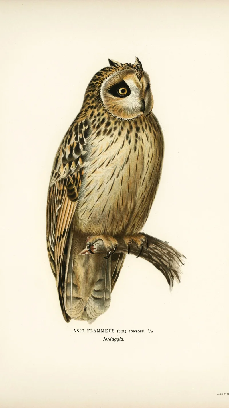 Wihelm Wright — Short-eared Owl (Asio flammeus)