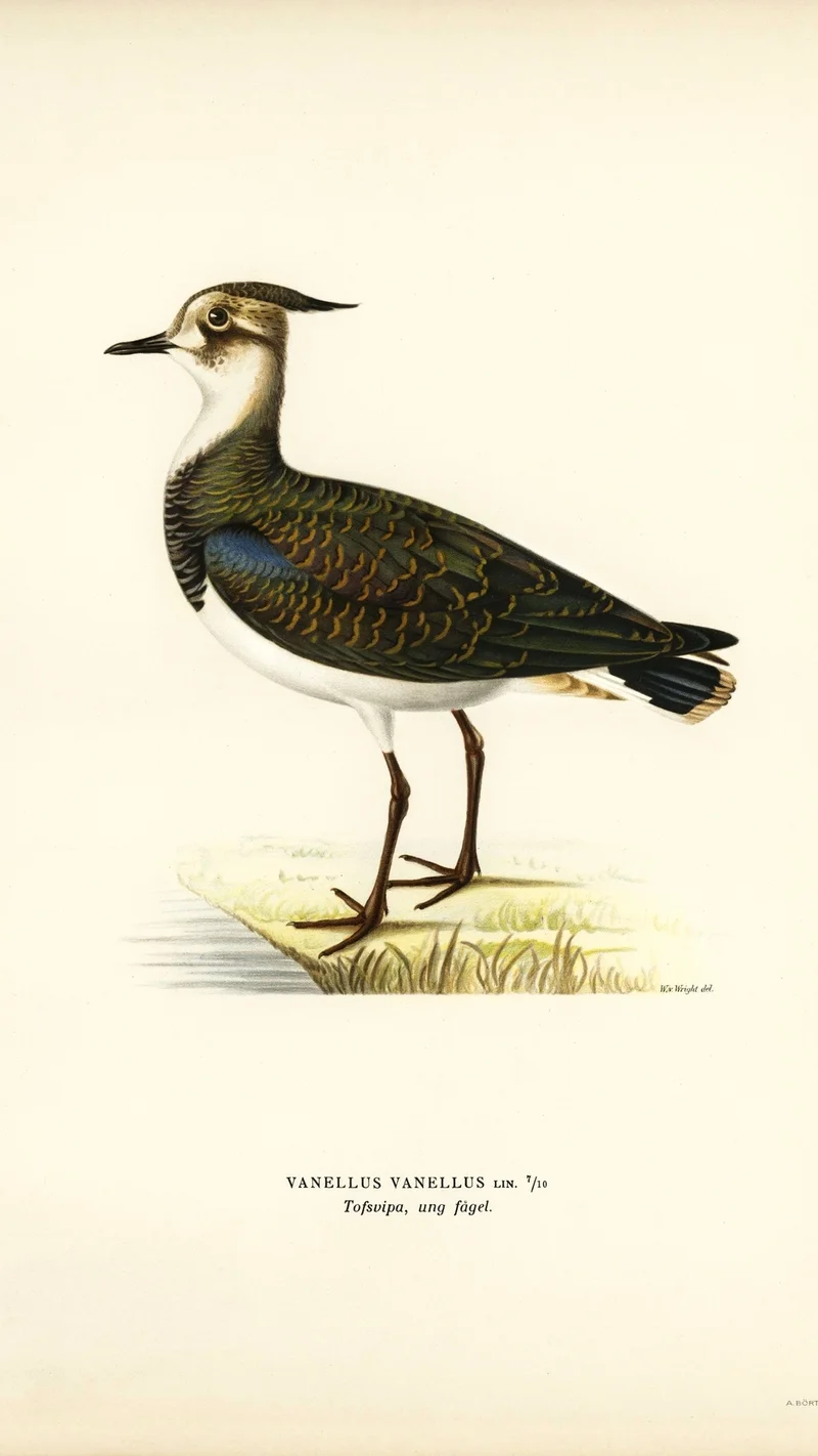 Wihelm Wright — Tofsvipa (Northern Lapwing)