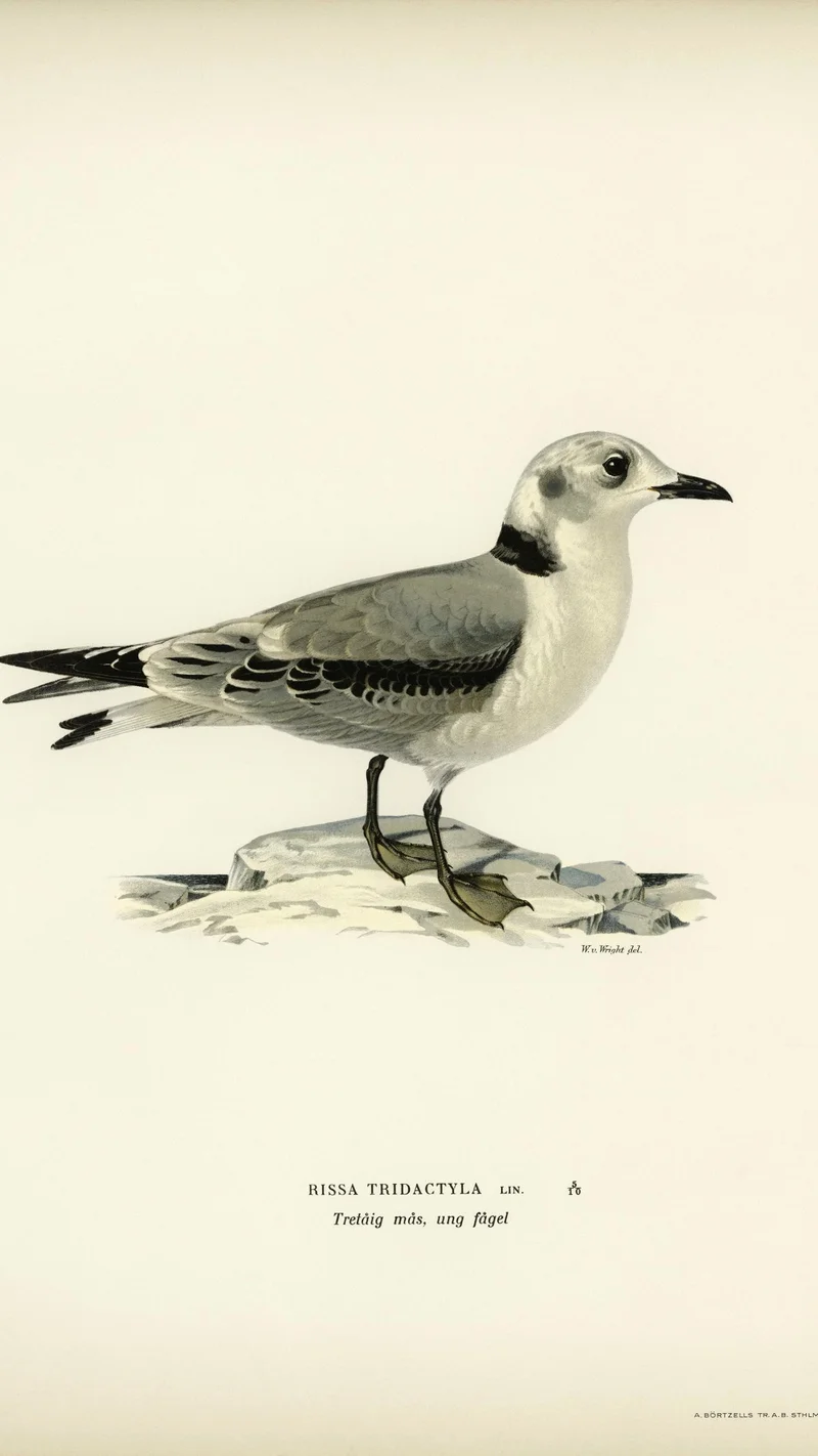Wihelm Wright — Black-legged Kittiwake (Young Bird)