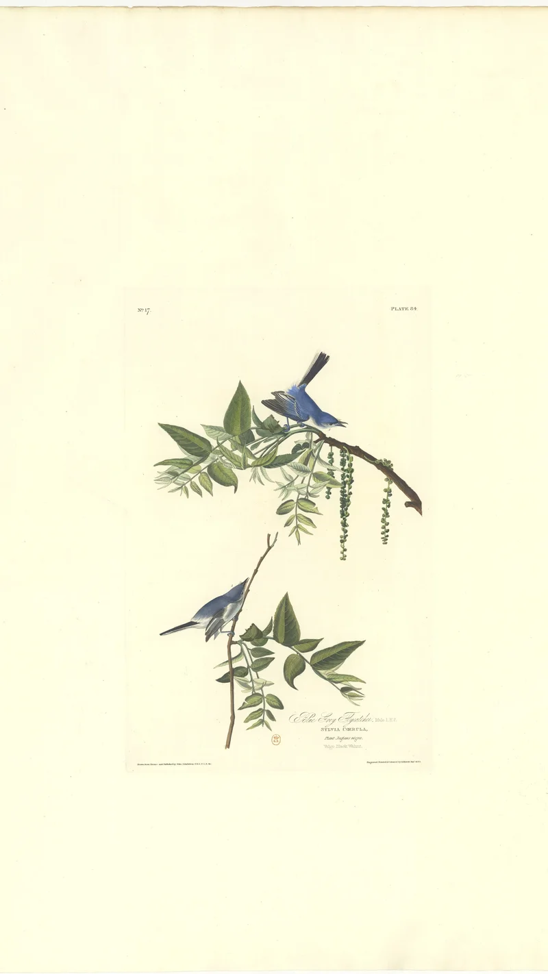 John James Audubon — Azure Gnatcatcher