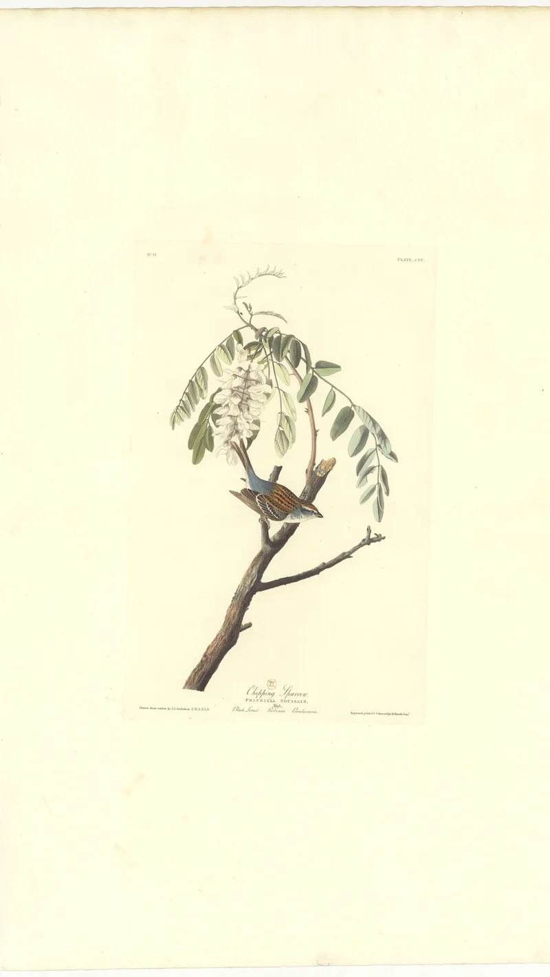 John James Audubon — Chipping Sparrow