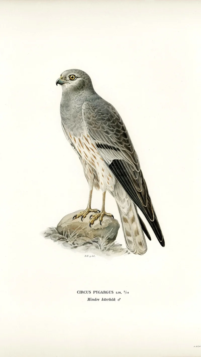Wihelm Wright — Montagu's Harrier (Circus pygargus)