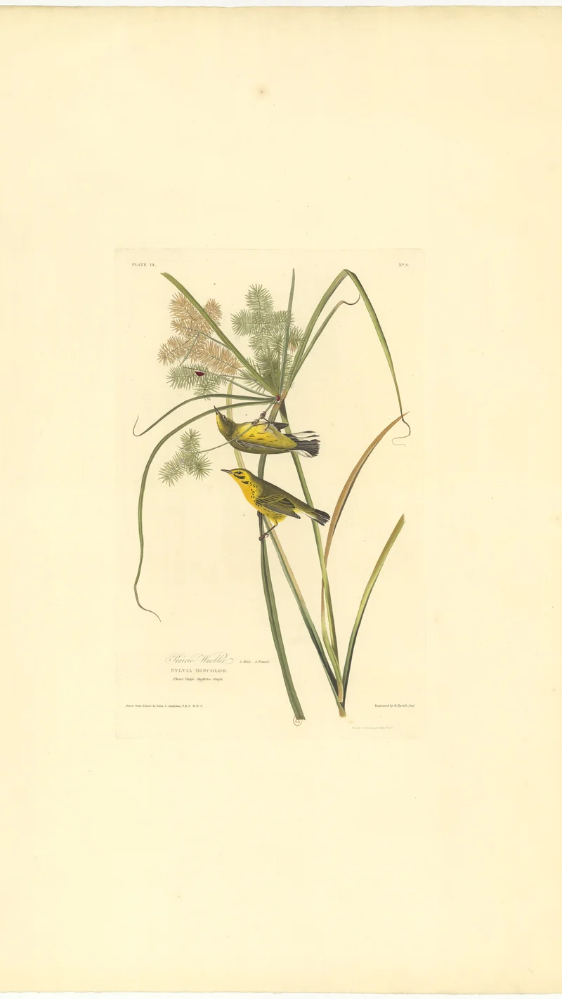 John James Audubon — Prairie Warbler