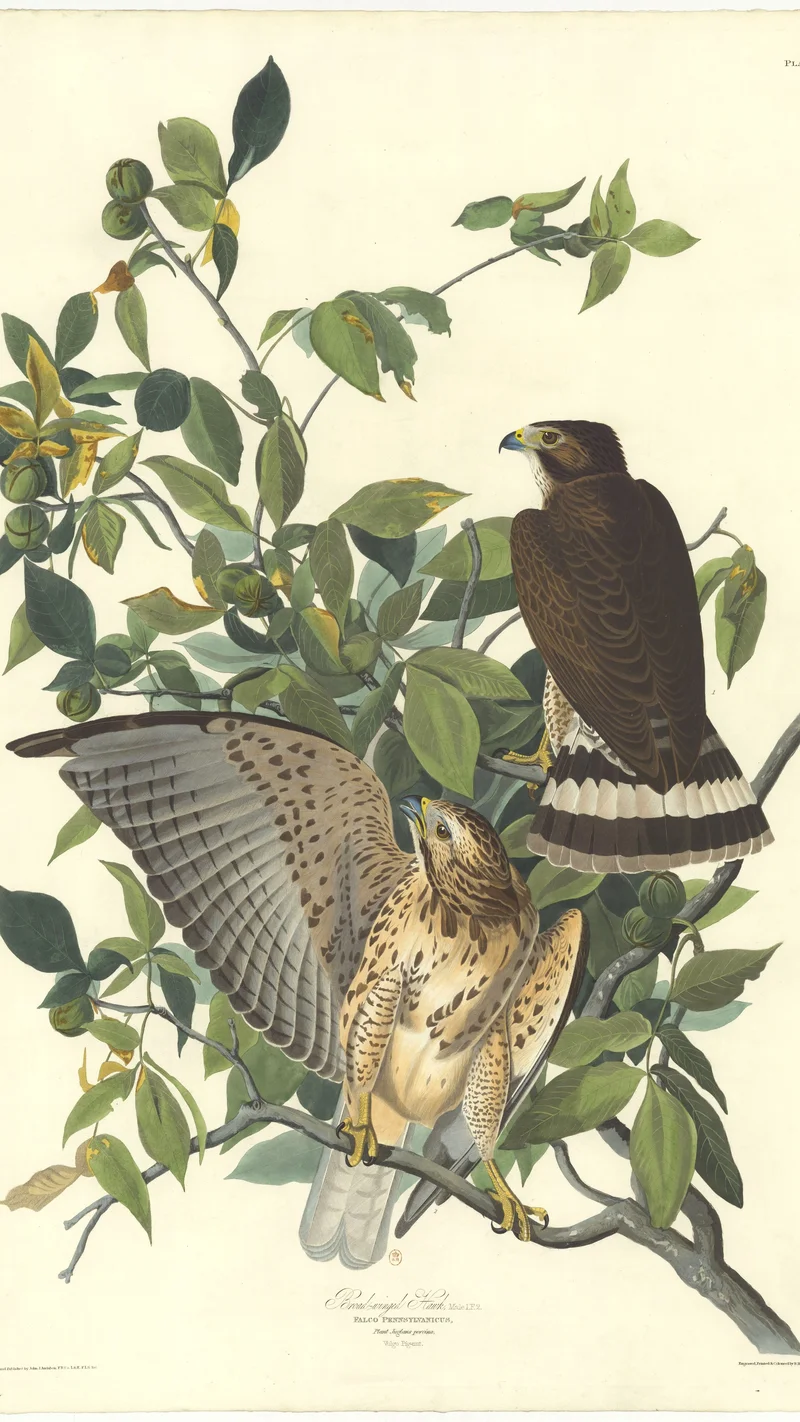 John James Audubon — Broad-winged Hawk (Falco pennsylvanicus) Plate 91